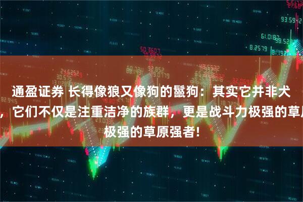 通盈证券 长得像狼又像狗的鬣狗：其实它并非犬科动物，它们不仅是注重洁净的族群，更是战斗力极强的草原强者!